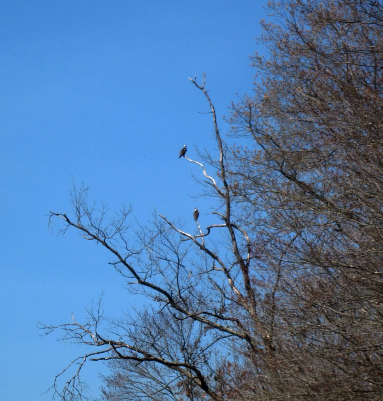 Two Osprey